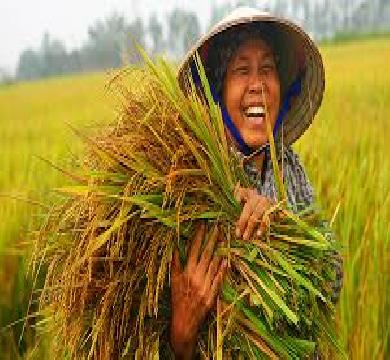 الصين تلجا الي الزراعة لمواجهة الرسوم الجمركية الامريكية 